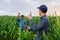 Son and father, farmers standing in a corn field with tablet,