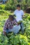 Son teenager helps father harvest cucumbers on plantation
