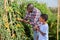 Son teenager helps father harvest grapes on vineyard