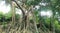 Son Tra Banyan Tree