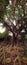 Son Tra Peninsula's Banyan tree