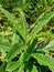 Sonchus Arvensis Perennial sow, field milk thistle, field sowthistle, perennial sow-thistle, corn sow thistle, dindle, gutweed, s