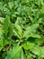 Sonchus Arvensis Perennial sow, field milk thistle, field sowthistle, perennial sow-thistle, corn sow thistle, dindle, gutweed, s