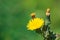 Sonchus asper flower, also commonly known as prickly sow-thistle, rough milk thistle, spiny sowthistle, sharp-fringed sow
