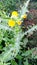 Sonchus asper plants