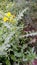 Sonchus asper plants