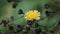 Sonchus asper (prickly sow-thistle, rough milk thistle, spiny sowthistle, dalgiyu)