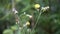 Sonchus asper (prickly sow-thistle, rough milk thistle, spiny sowthistle, dalgiyu)