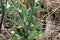 Sonchus asper, Prickly sow-thistle, Spiny sowthistle