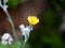 Sonchus asper, rough milk thistle or spiny sow thistle flower belonging to the dandelion family