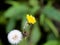 Sonchus asper, rough milk thistle or spiny sow thistle flower belonging to the dandelion family