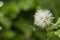 Sonchus oleraceus flower on green background