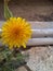 Sonchus oleraceus flower isolated photography