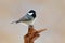 Song bird with pink background. Coal Tit, songbird sitting on beautiful lichen branch, animal in the nature habitat, Germany. Smal