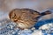 Song Sparrow