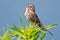 Song Sparrow