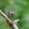 Song Sparrow