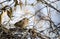 Song Sparrow bird perched near nest, Georgia USA