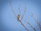 Song sparrow bird perched at the top of a bare tree