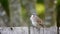 Song sparrow calls