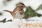 Song Sparrow - Melospiza melodia