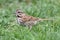 Song Sparrow (Melospiza melodia)