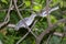 Song sparrow (Melospiza melodia) feeding.