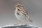 Song Sparrow (Melospiza melodia) in Winter