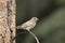 Song sparrow perched on a metal hanger