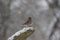 Song sparrow perched on snow covered log.