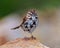 Song Sparrow Photo and Image. Perched on a rock with colourful blur background in its environment and habitat surrounding,