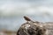 Song Sparrow resting