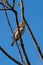 Song sparrow resting on a branch