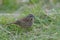 Song sparrow resting on meadow