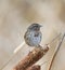 Song sparrow resting on top of bulrush