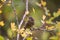 Song Sparrow resting in woods