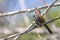 Song Sparrow Singing