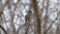 A song sparrow singing from an isolated branch.