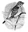Song Sparrow vintage illustration