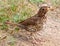 A Song Thrush.