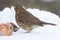 Song Thrush with Apples in Winter Snowstorm