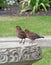 Song thrush on birdbath