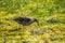 Song thrush catching leather jacket grubs from the meadow, turdus philomelos