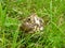 Song thrush chick sitting in the grass