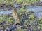 Song thrush among dead leaves