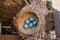 Song thrush eggs in the nest