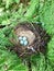 Song thrush eggs in a nest