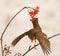 Song Thrush grasping a Rowan berry