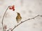 Song Thrush with Rowan berries