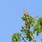 Song thrush singing